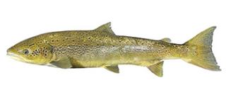 Atlantische zalm