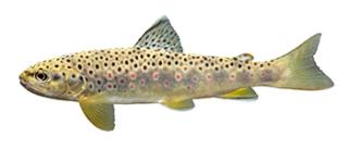beekforel