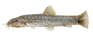 bermpje