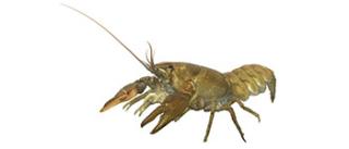 Inlandse rivierkreeft