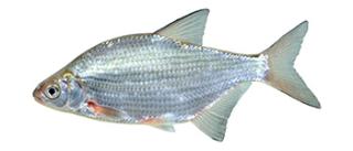 kolblei