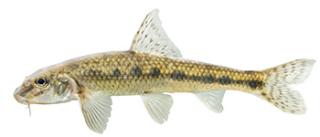riviergondel