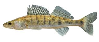 snoekbaars