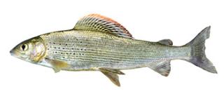 vlagzalm