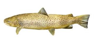 zeeforel