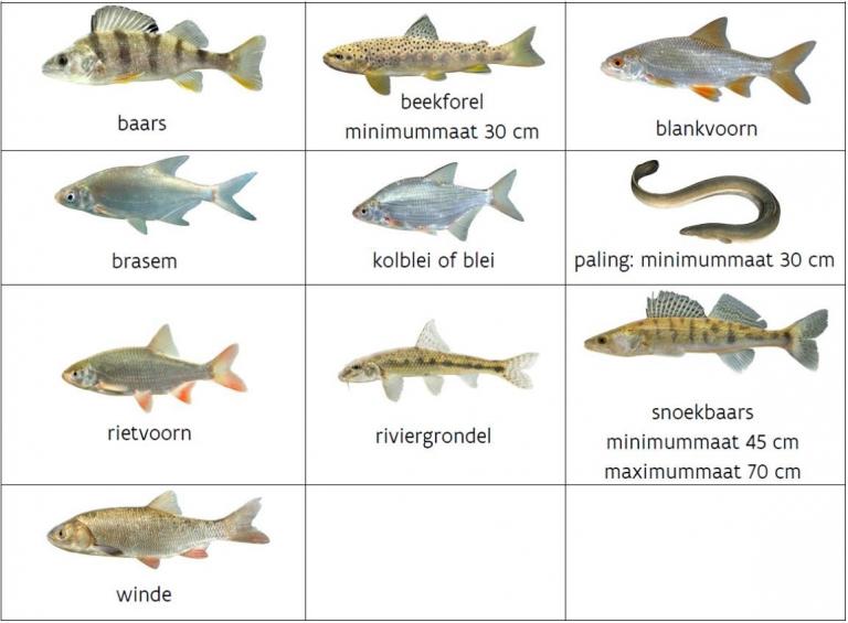 Definitie Verlammen extase Meeneembeperking en toegelaten vissoorten | Dienstensite Natuur & Bos